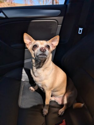 just-want-to-share-this-image-i-took-of-peaches-i-think-it-v0-5bim62eqxfyg1.jpeg