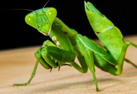 praying_mantis_fishing_locust_green_close-1009140.jpg