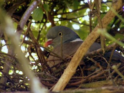 bird on the nest.jpg
