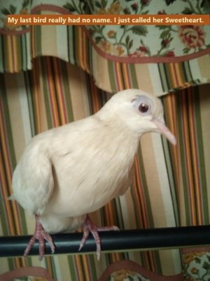 mybird.jpg