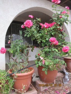 IMG_7920.JPG