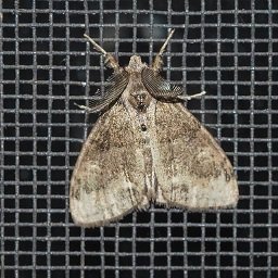 moth.jpg