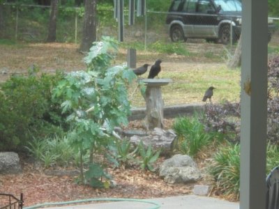 bird bath.JPG