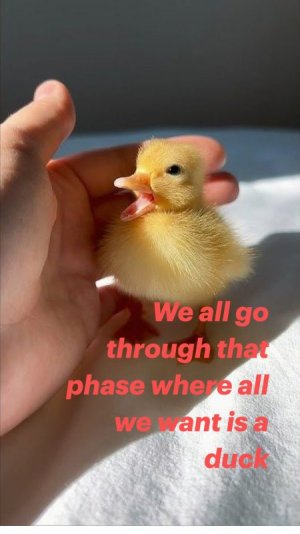 1duck.jpg
