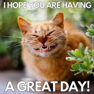 cat-morn.jpg