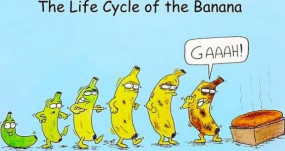 banana.jpg