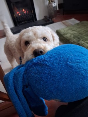 octopus.jpg