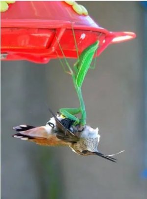hummingbird.jpg