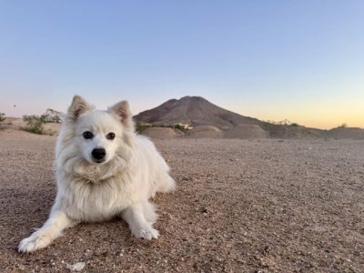 freya-american-eskimo-morning-walk-picacho-hills-v0-y02f82qo1xzg1.jpeg