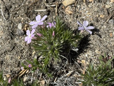Phlox582026.jpg