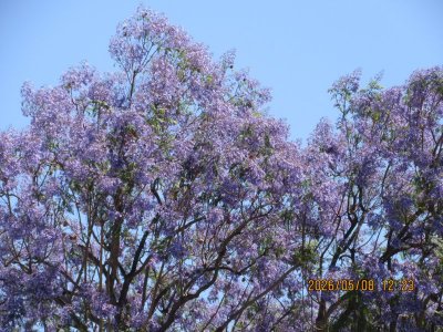 IMG_7976.JPG