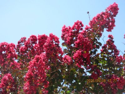 IMG_7986.JPG