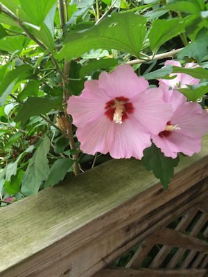 rose of sharon 1 jpg.jpg
