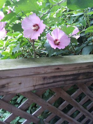 rose of sharon 2 jpg.jpg