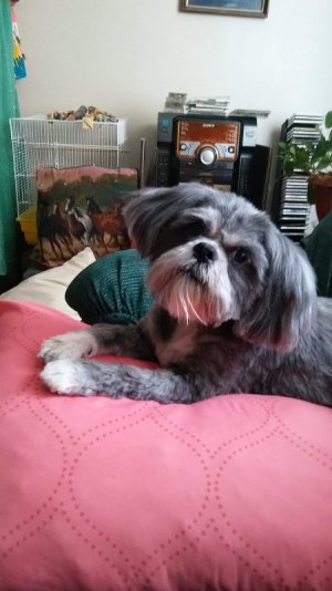 Suzycoralpillow.jpg