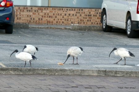 260510 003 Walk Bin Chickens.jpg