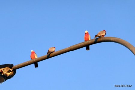 260510 005 Walk Galahs.jpg