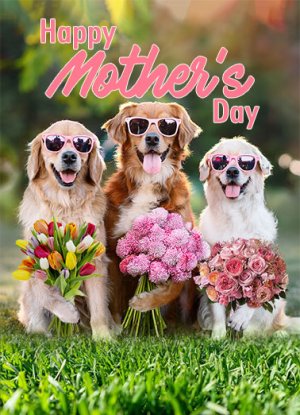 low_Dog Bouquet_cover.jpg