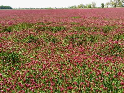 crimson_clover1.jpg
