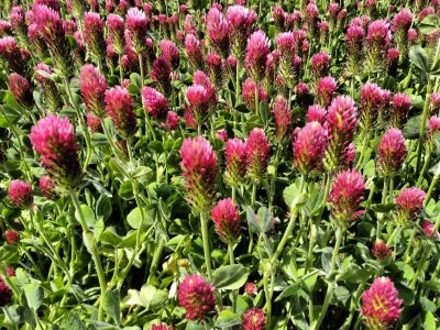 crimson_clover2.jpg