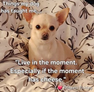 cheese chi dog.jpg