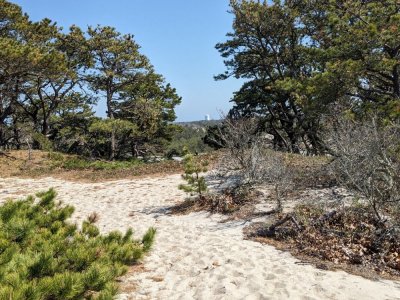 dune paths in Cape Cod National Seashore park.jpg