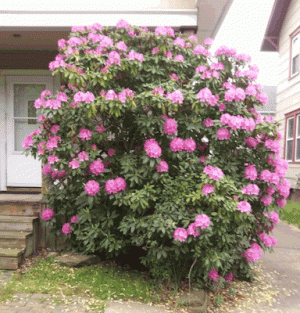 Rose Sharon 1 jpg.gif Rose Sharon 1 jpg.gif