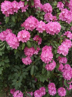 Rose Sharon 2 jpg.jpg Rose Sharon 2 jpg.jpg