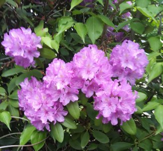Rose Sharon 3 jpg.jpg Rose Sharon 3 jpg.jpg