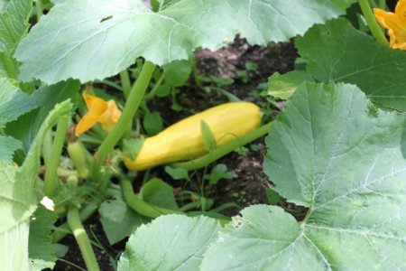 yellow_squash.jpg