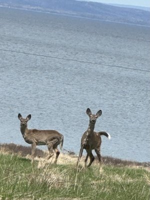 IMG_3847.jpeg