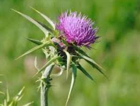 thistle.jpg