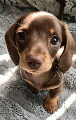 too-cute-to-handle-honestly-v0-eg66g1euxu1h1.jpg