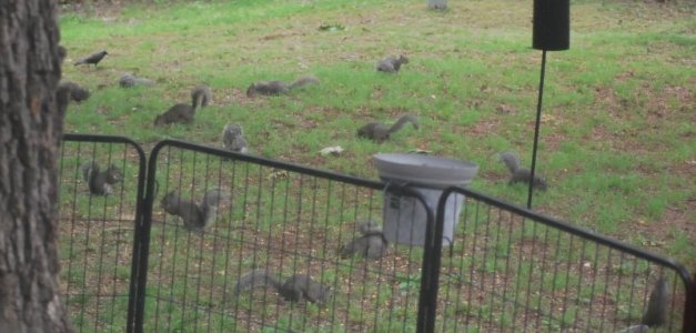 squirrelherd.jpg
