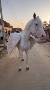 pegasus.jpg
