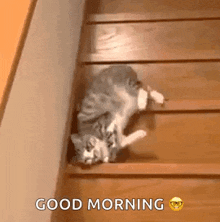 IMG_5204.gif