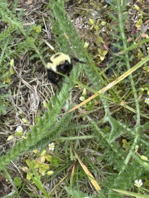 IMG_3946.jpeg