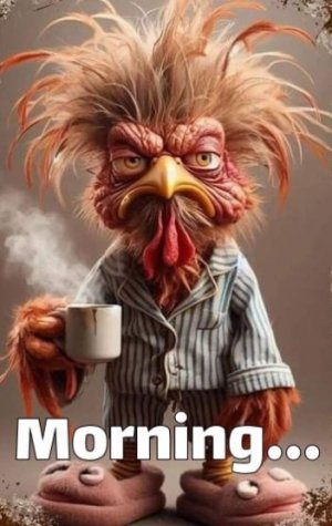 rooster-morn.JPG