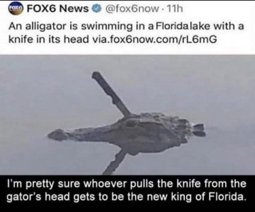 gator brave.jpg