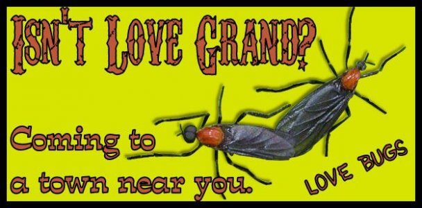 love bugs.jpg