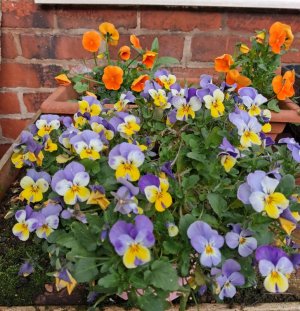 flowers.jpg flowers.jpg