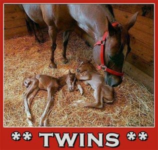 twinsX.jpg