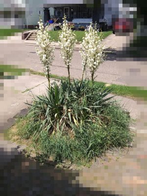 Yucca Plant jpg.jpg Yucca Plant jpg.jpg
