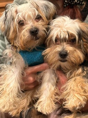 minnie-and-lola-5-month-difference-v0-21uhmxkh183h1.jpg