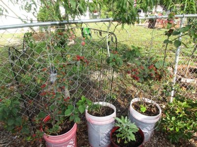 black berries.JPG