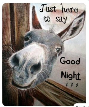 good night horse.jpg good night horse.jpg