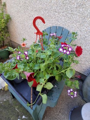 flower4.jpg flower4.jpg