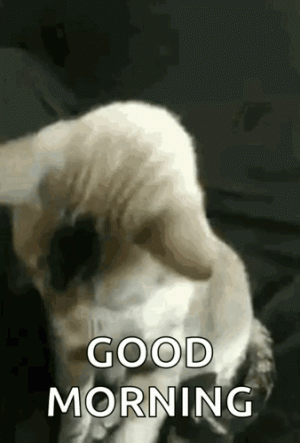 1000008321.gif