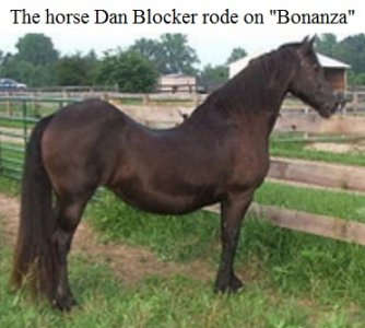 horse.jpg