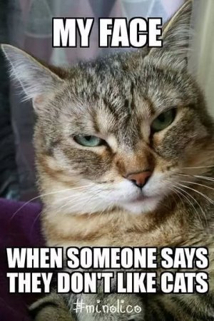 catsssss.jpg
